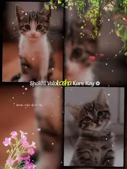 Shokhi valobasha kar