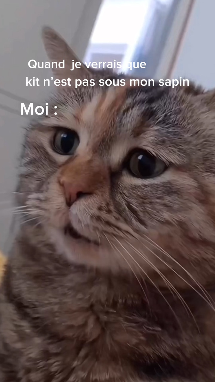슬픈 고양이 