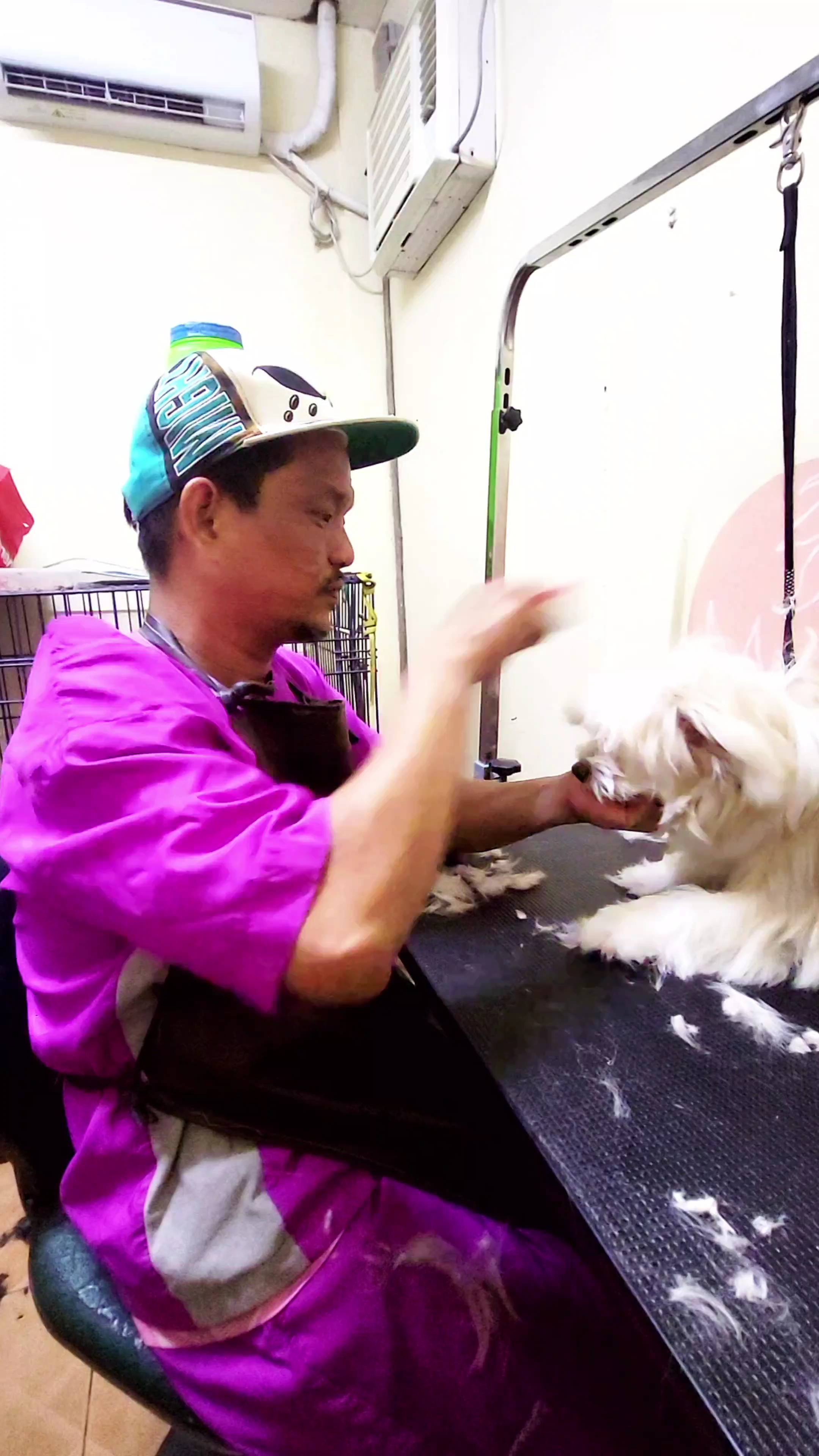 dog grooming 