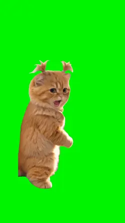 cat waaaa