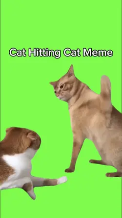 Cat Hitting Cat Meme