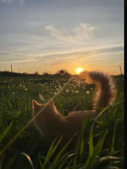 aesthetic