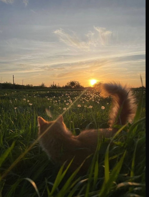 aesthetic