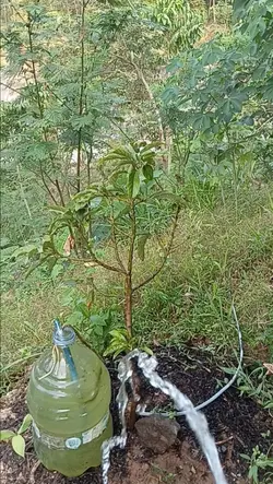 tanaman