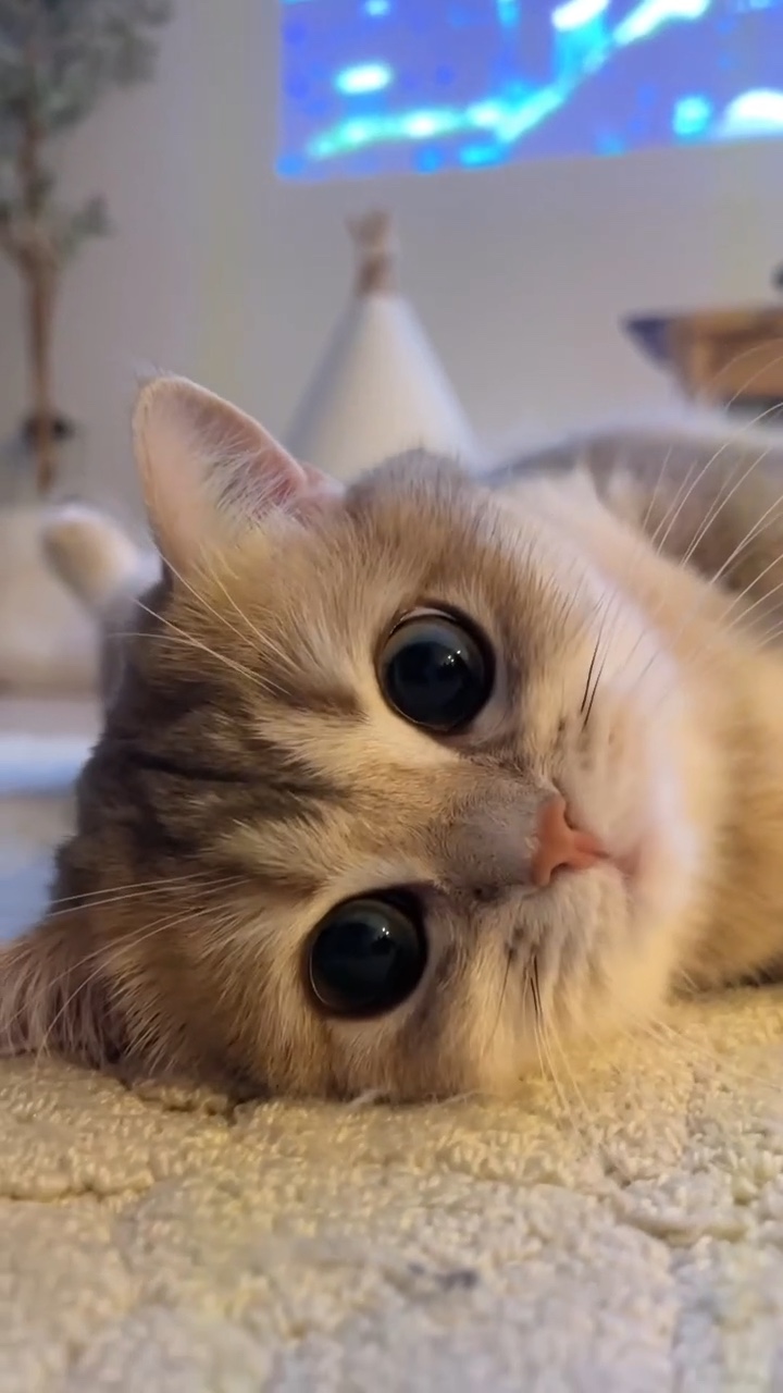 Kitten