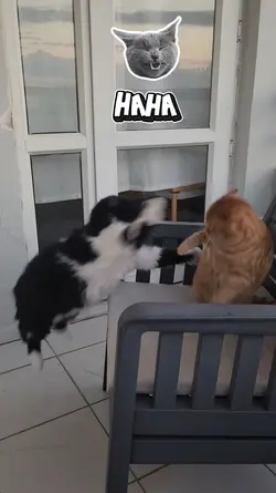 comic cat fight