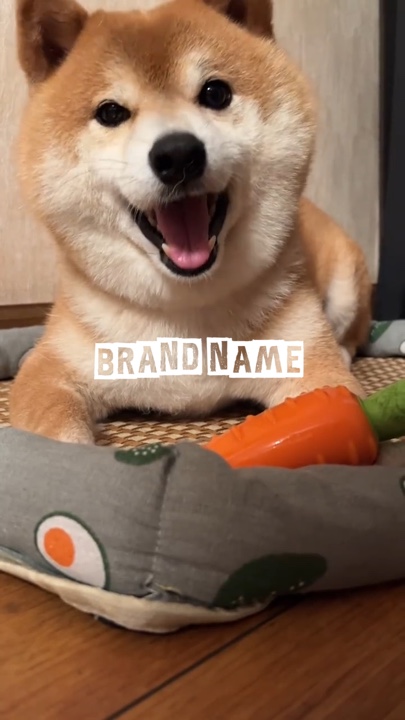 Hündchen sitzt