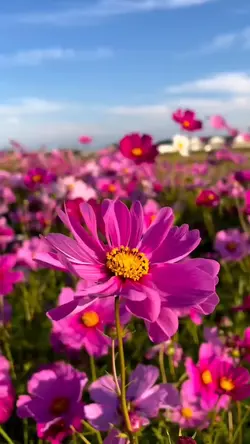 flowers moment video