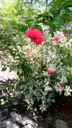 "Karena Ikhlas Itu K