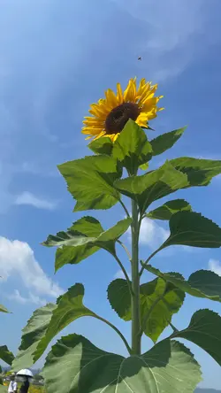 夏　ひまわり17pic