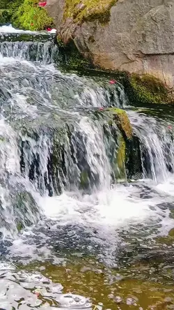 Kyoto Gardens