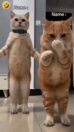 Dancing Cat Trend
