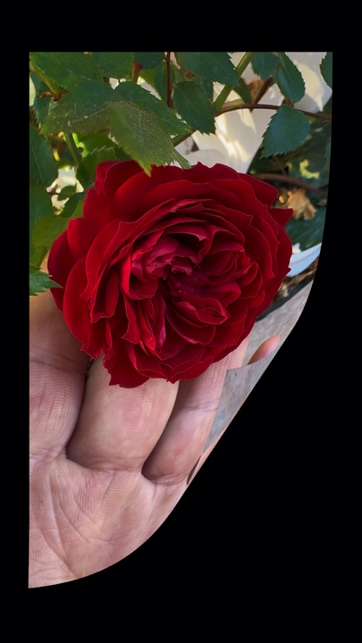Belleza en una rosa