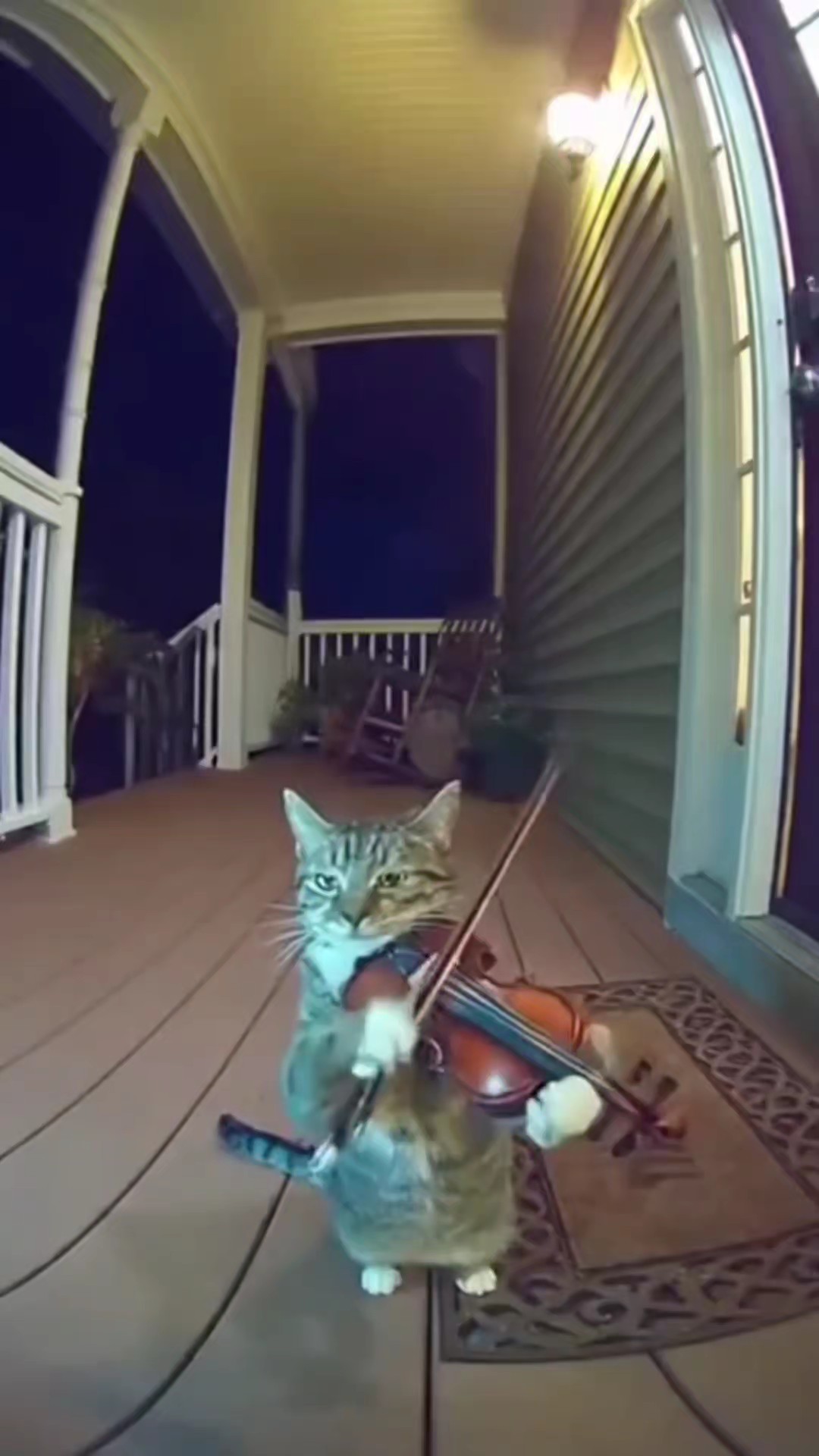 Mème de chat drôle 