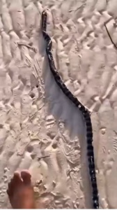 Snake transition 