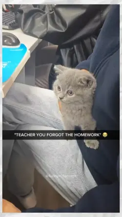 cats in class