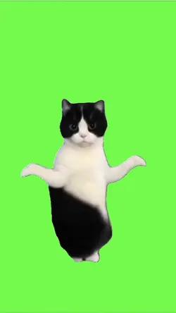 Cat belly dance