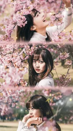 Cherry Blossoms