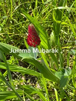 Jummah Template 