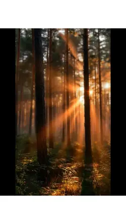 Forest Light