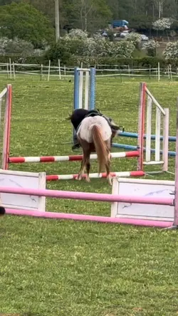 Horse fail