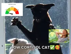 HIGH/LOW CORTISOL