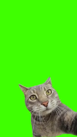 poto bareng kucing