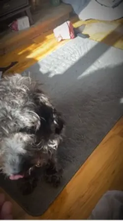 Dog template 😢❤️ 