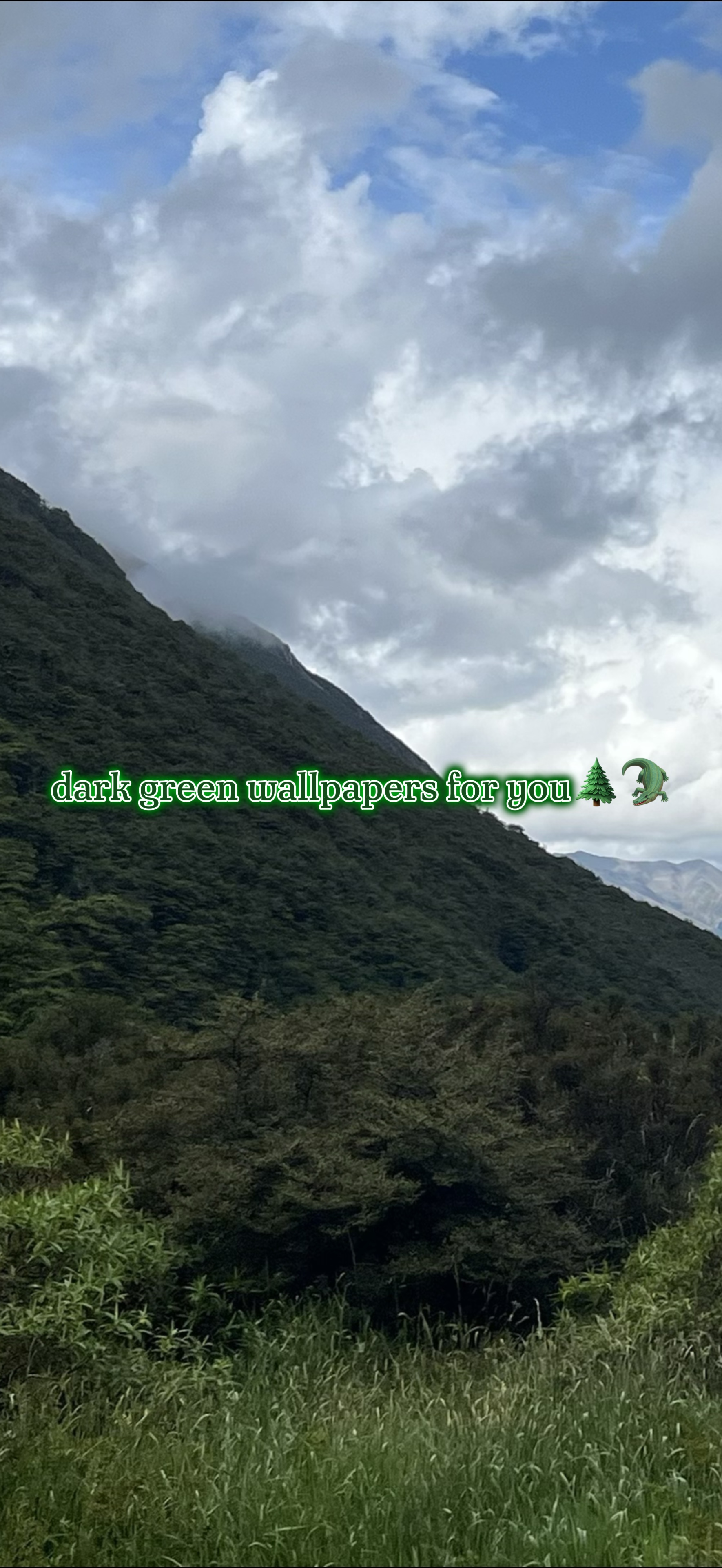 Dunkelgrüne Tapeten