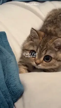 Cute cat