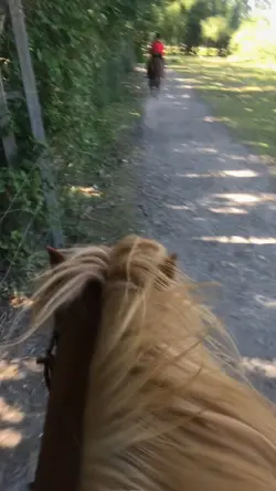 Wild mustang ๐ค๏ธ