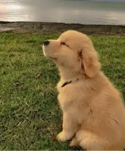 Happy dog