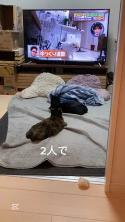 猫動画