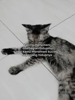 kucing menemani hidu