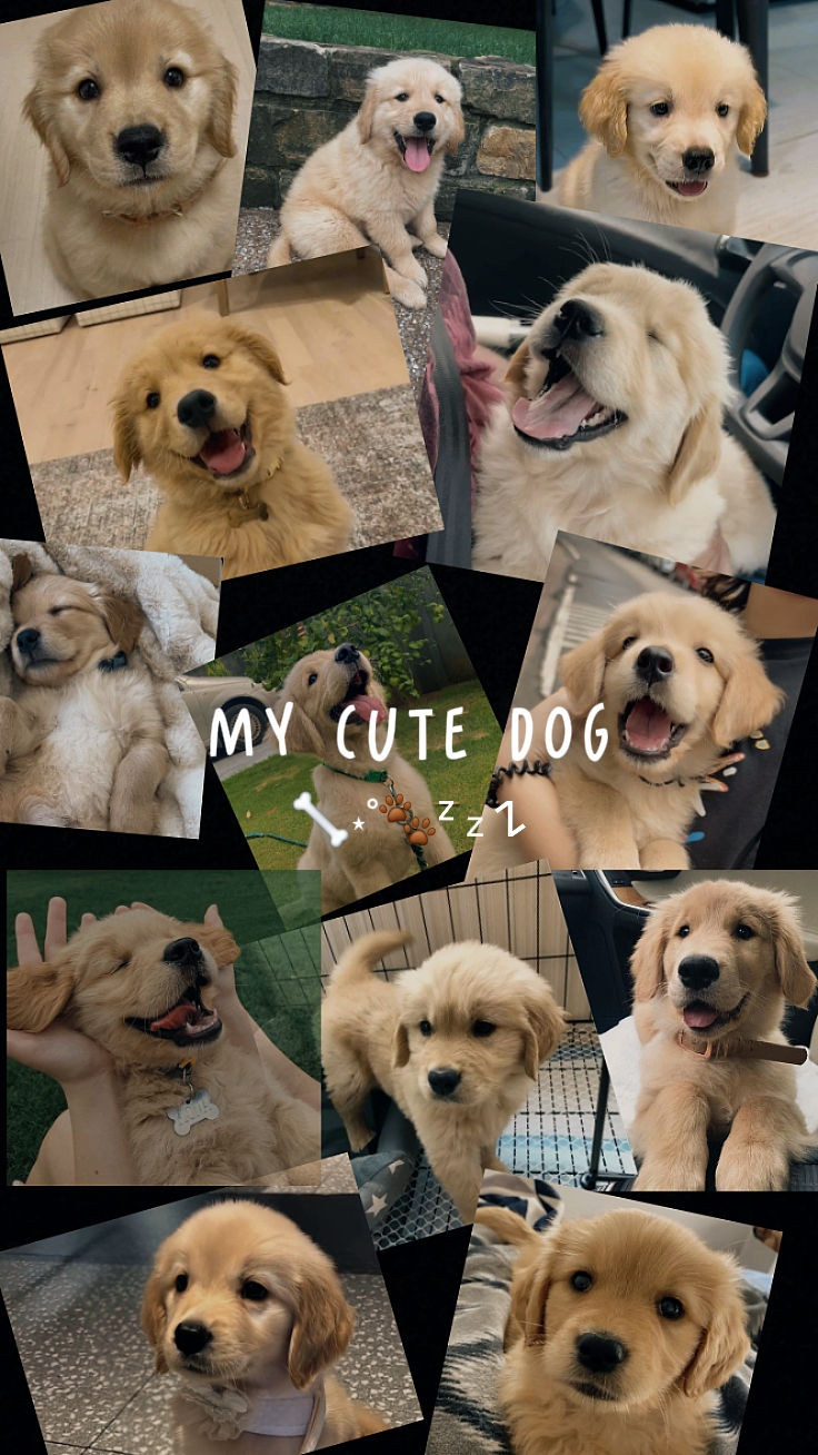 My Cute Dog