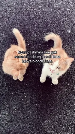 nyari pashmina biar