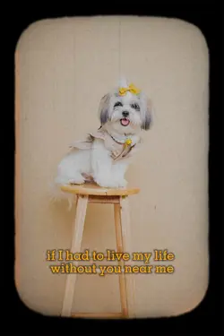 Dog Lover