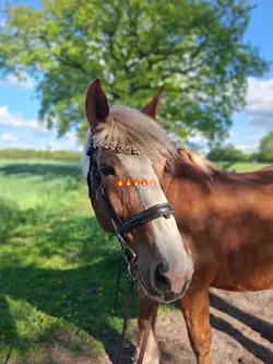 supermodel
