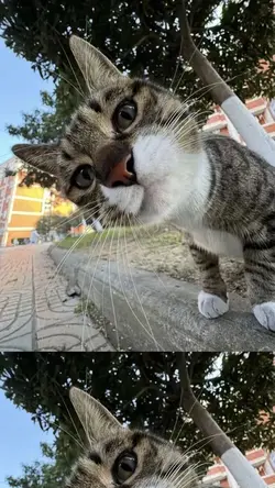 • แมวเป้ายอมจำนน