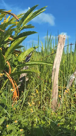 ดนตรีเพราะๆ