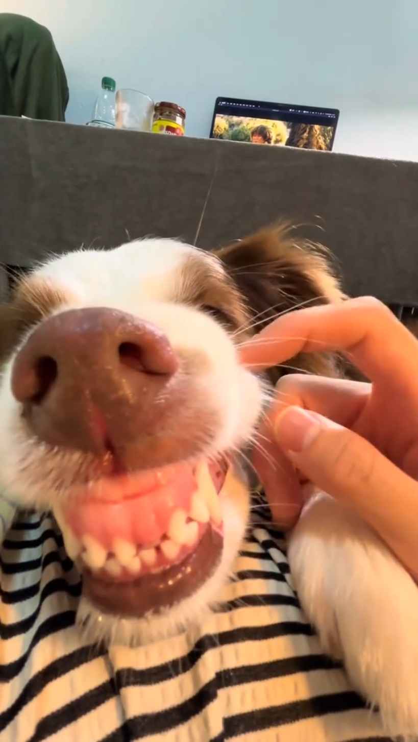 Funny dog meme