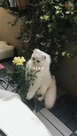 mini vlog