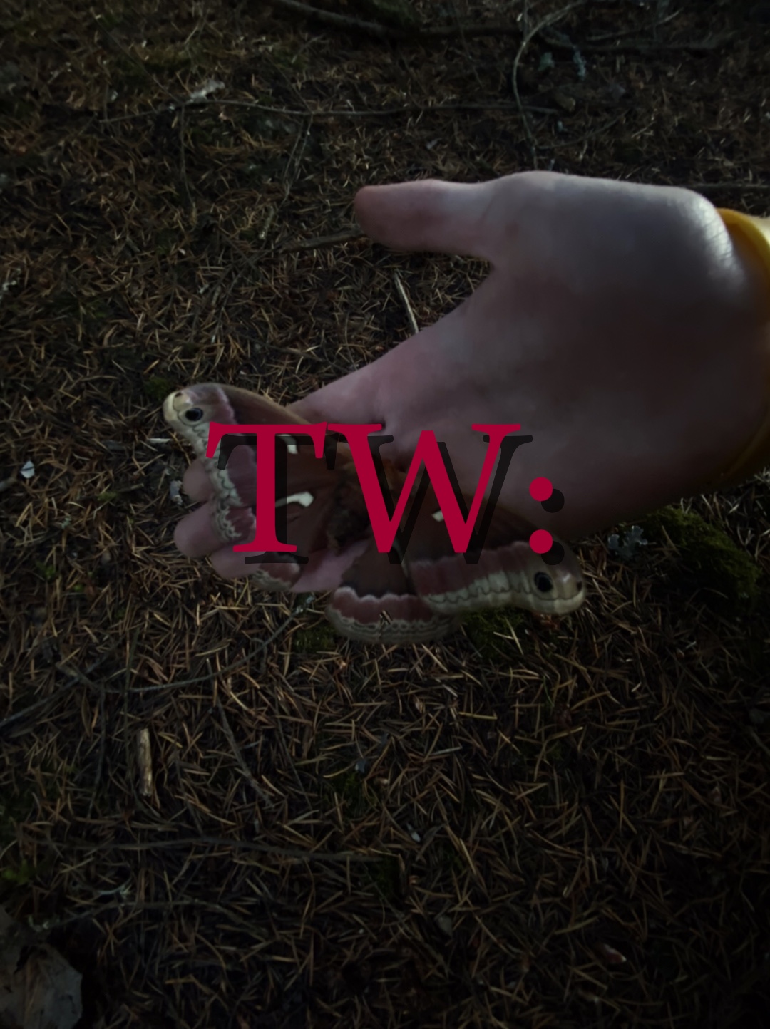Cover Picture
