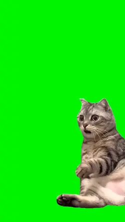 CONFUSED CAT