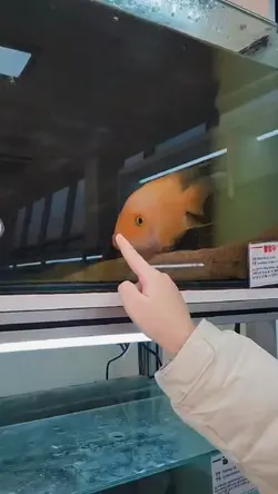 Playful Fish