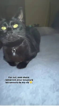 Mes chats 🐈‍⬛ 💛😍