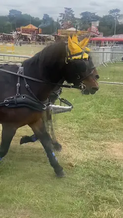 horse video 