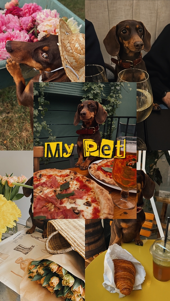 MY PET