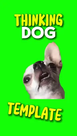 🤪Thinking Dog