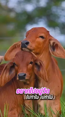 อยากไปอยู่วัด (ไปทำไมๆ)